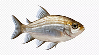 poisson