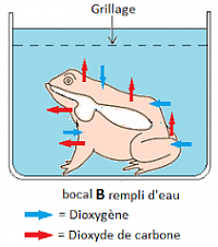 grenouille