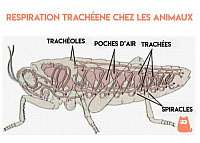 respiration trachéenne